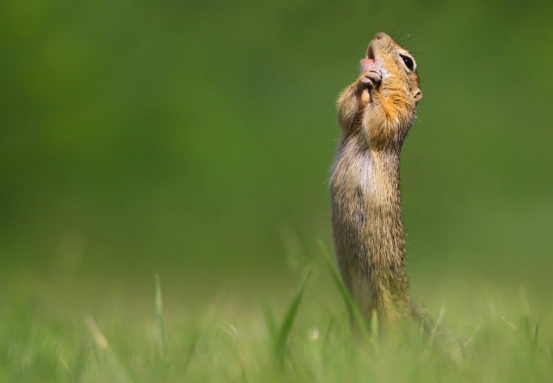 Finalists for the 2020 Comedy Wildlife Photography Awards