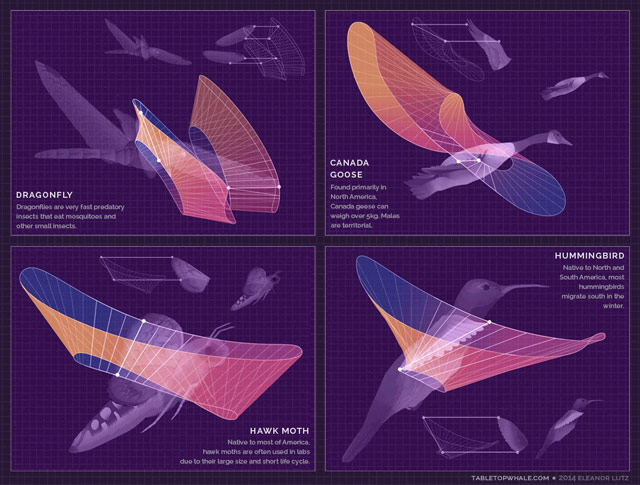 Animal Flight Wing Movements