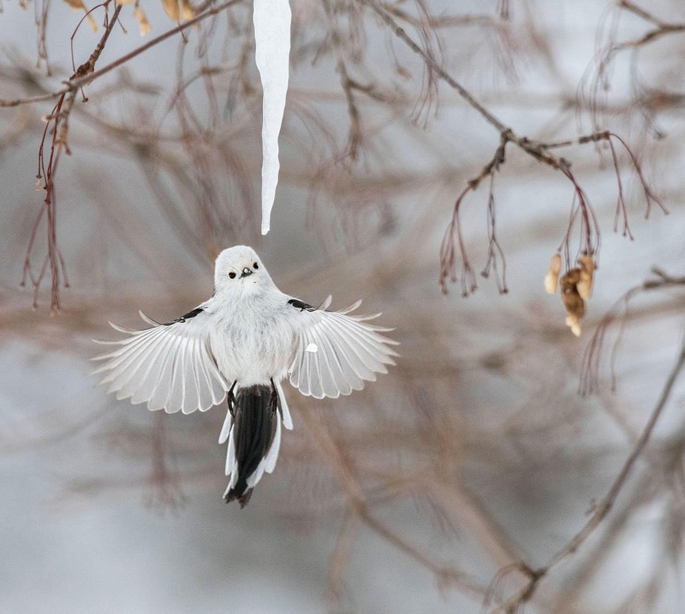 The 2018 Audubon Photography Awards