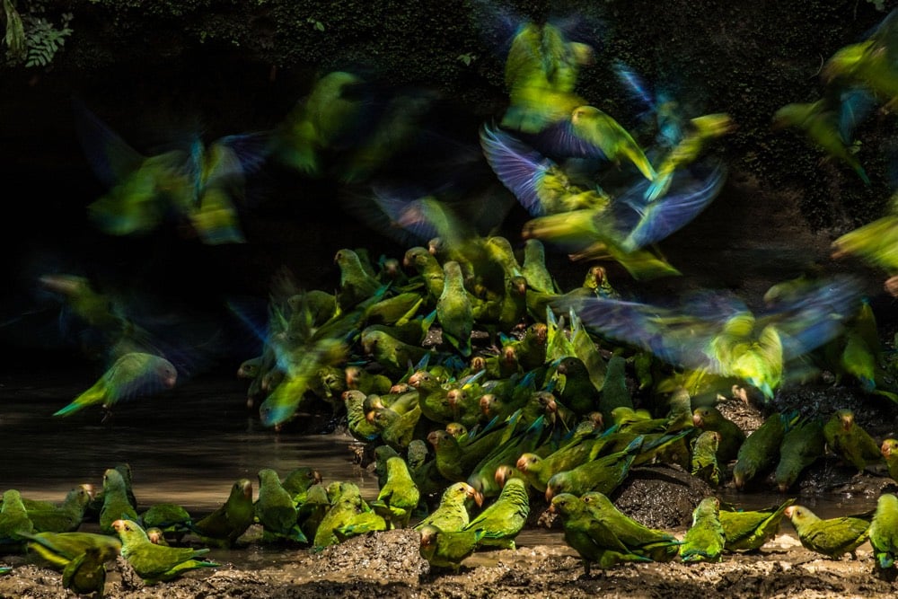 The 2018 Audubon Photography Awards