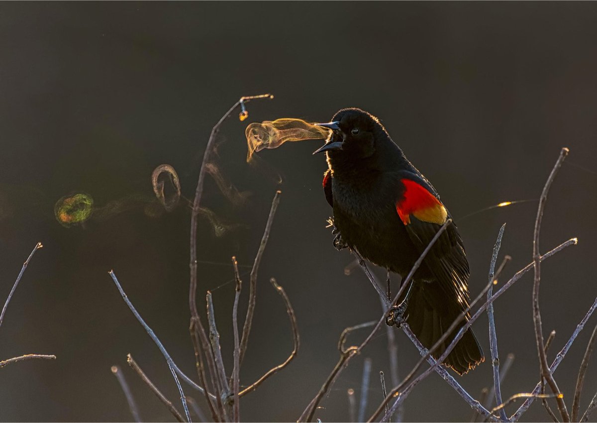 Audubon 2019 01