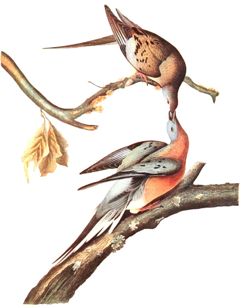 Audubon Passenger Pigeon