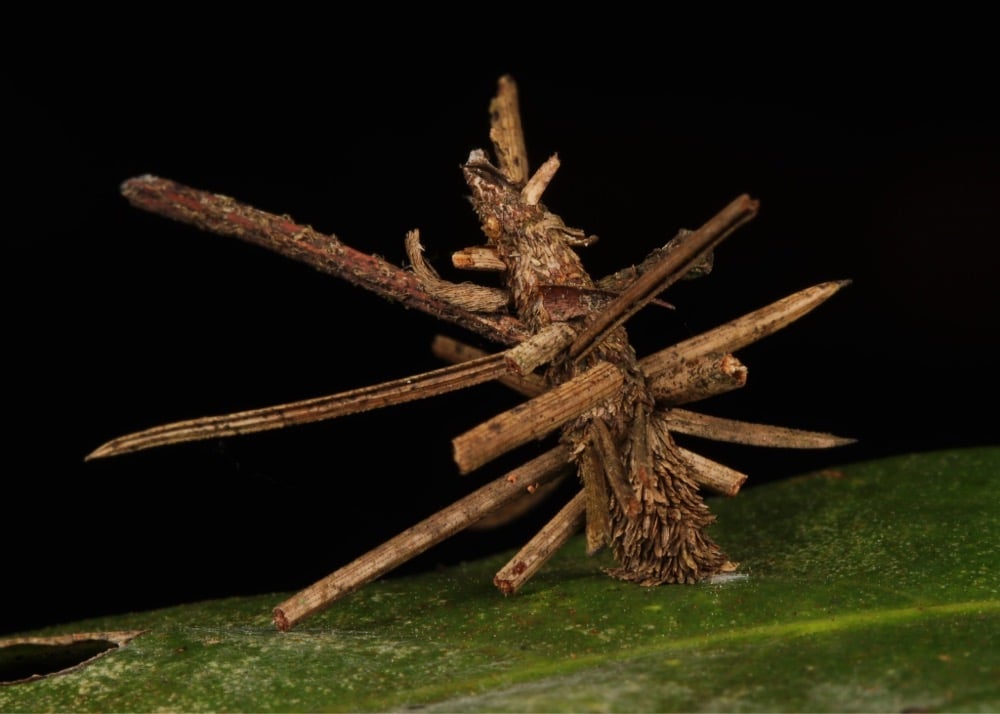 a little house a bagworm caterpillar has built on its back out of twigs