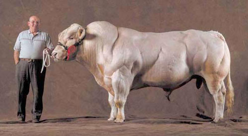 Belgian Blue