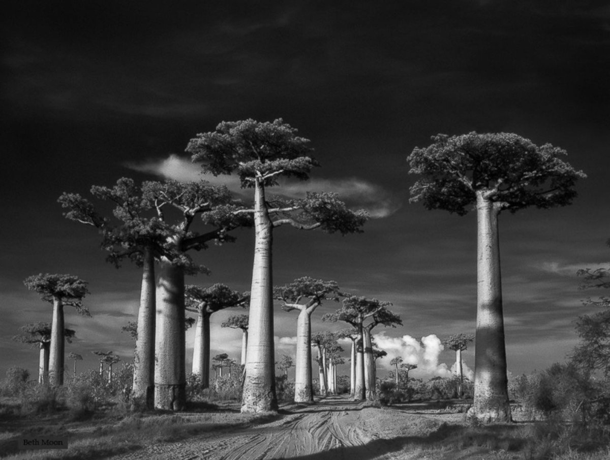 Beth Moon