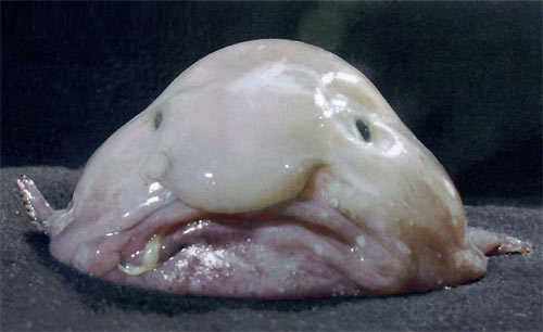 Blobfish