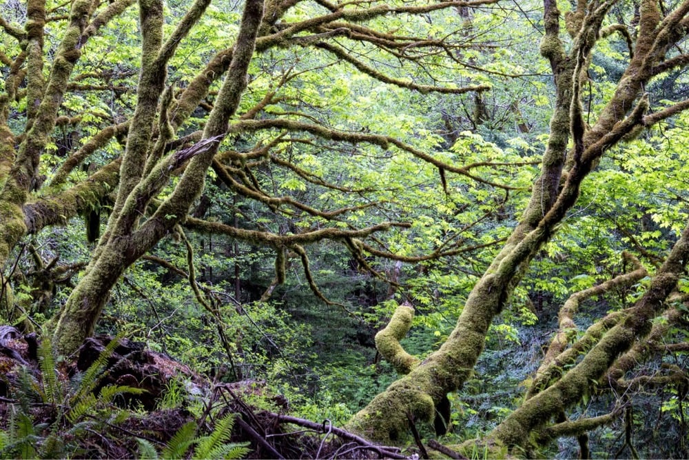 dense green forest covered in moss