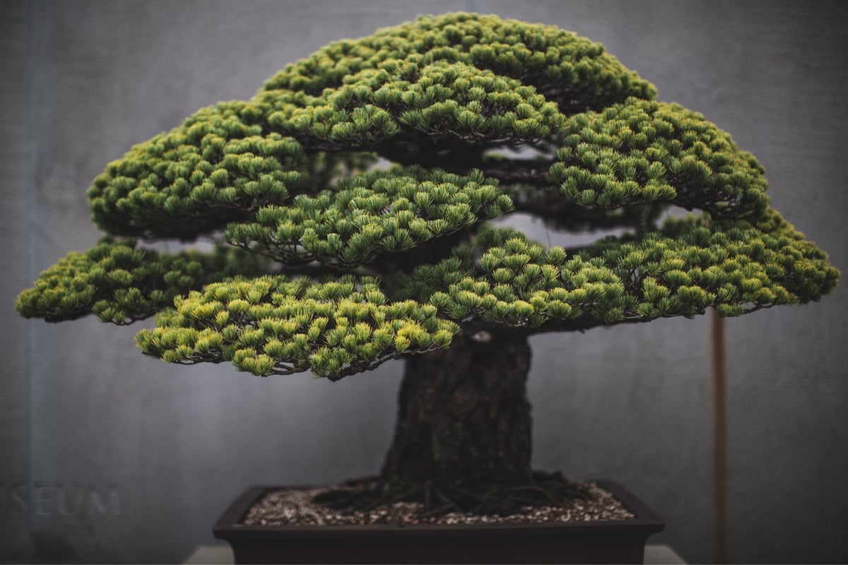 photo of a bonsai tree with a lush green crown and stout trunk