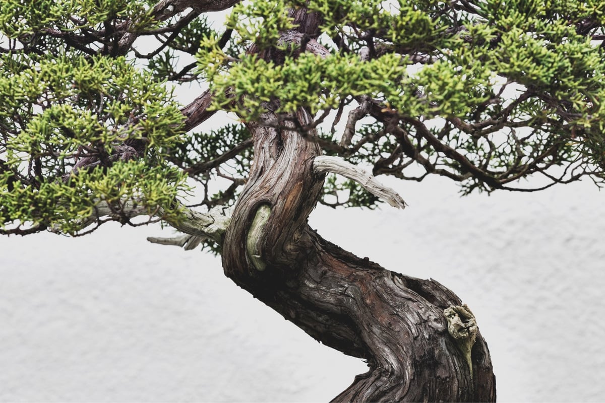 photo of a bonsai tree with a twisted trunk