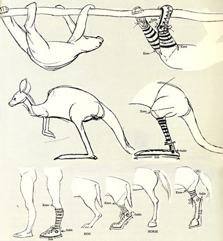 Chuck Jones Animal Legs