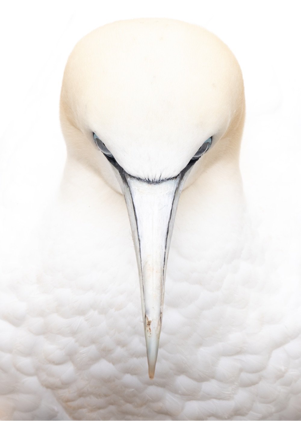 a white bird stares straight into the camera