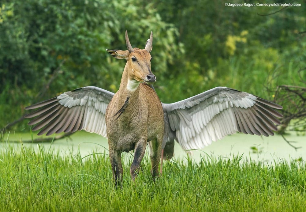 a bird chasing a bull from behind so that it looks like Pegasus