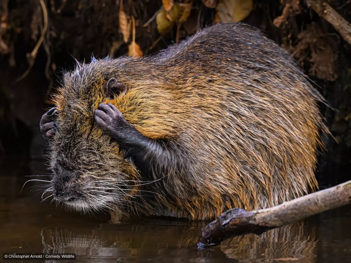 a beaver covers its eyes