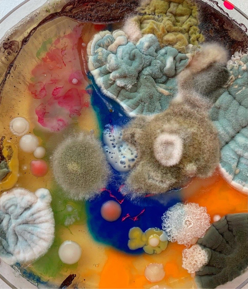 colorful mold in a petri dish