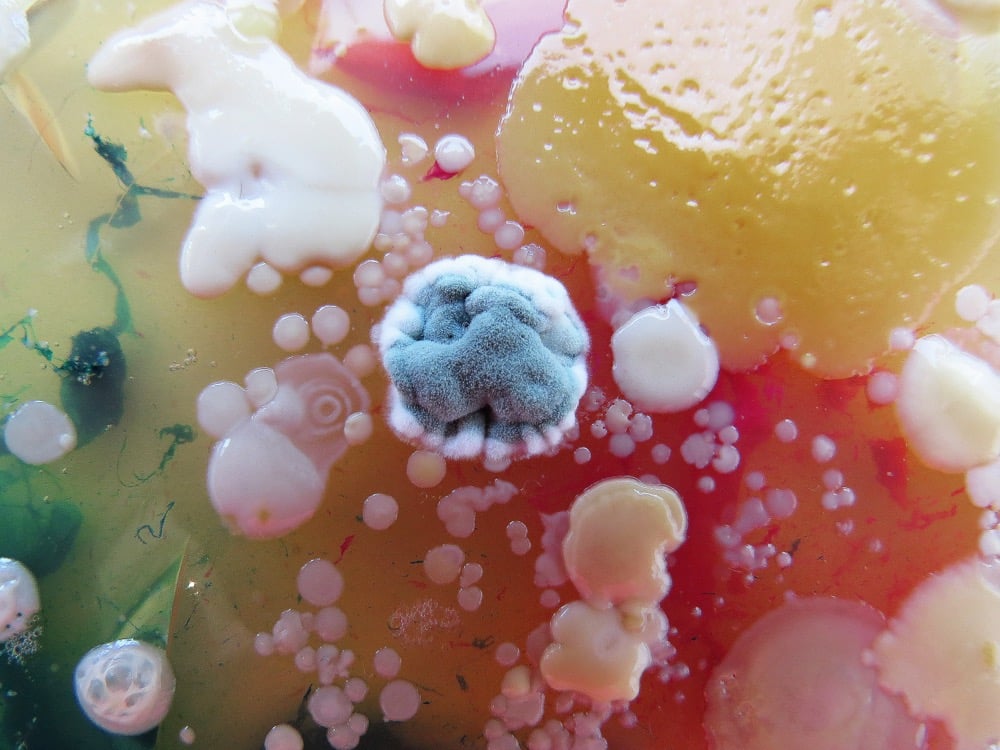 colorful mold in a petri dish