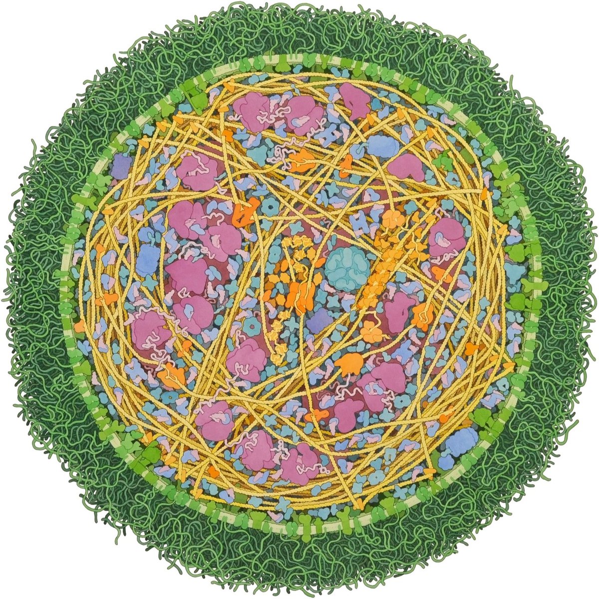 David Goodsell