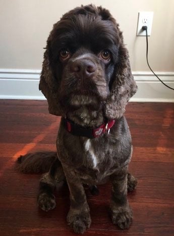 a dog that looks like William H. Macy