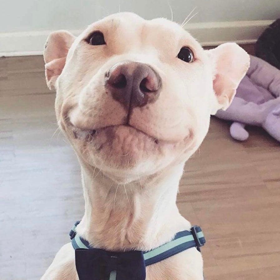 a dog that looks like Patrick Stewart