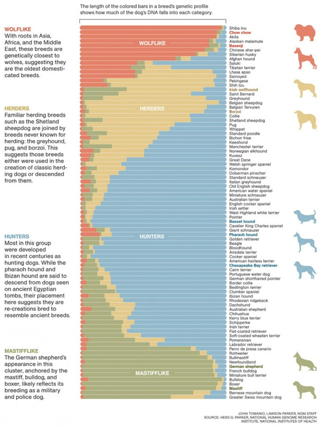 Dog Infoviz