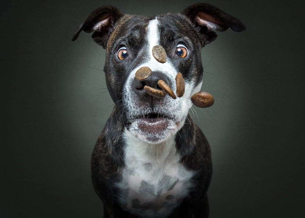 Dogs Catching Treats