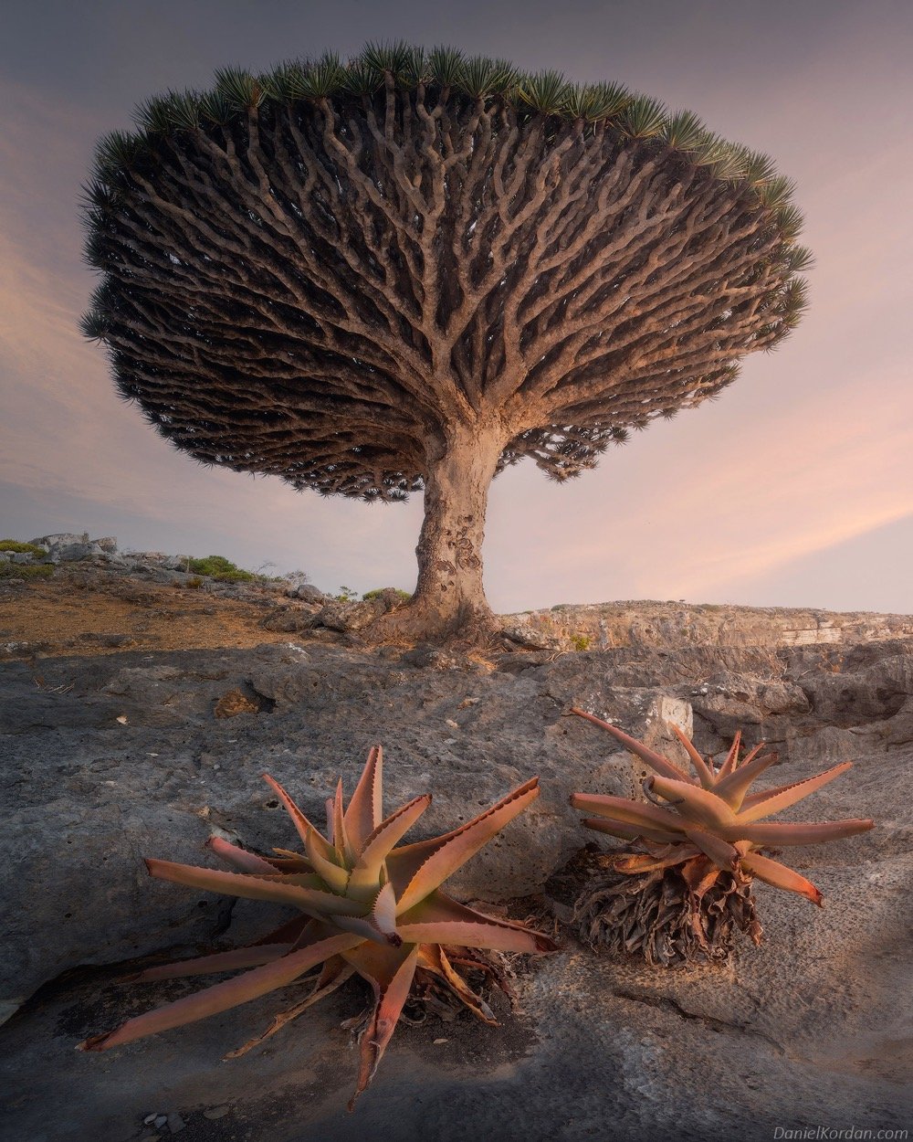 a dragon's blood tree