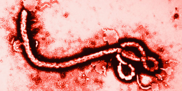 Ebola Virus