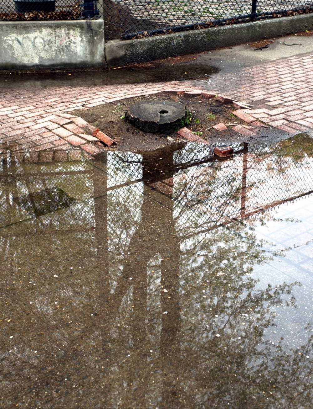 a tree stump next to the reflection of a tree in a puddle