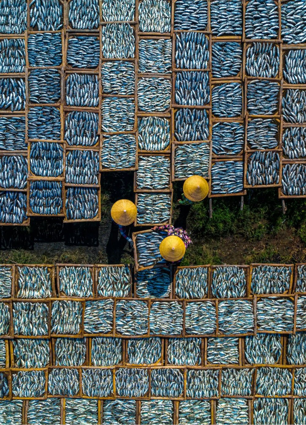 an overhead view of three people packing fish