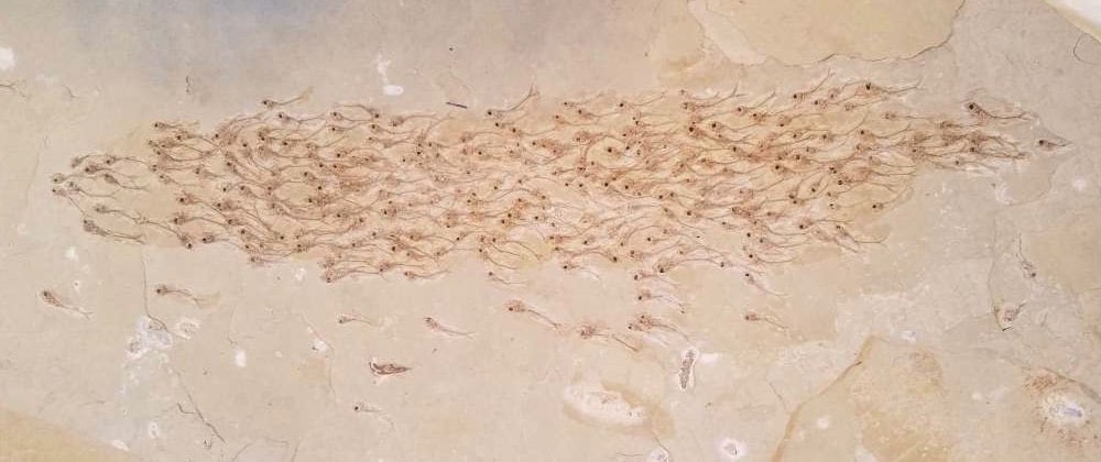 Fossil Fish School