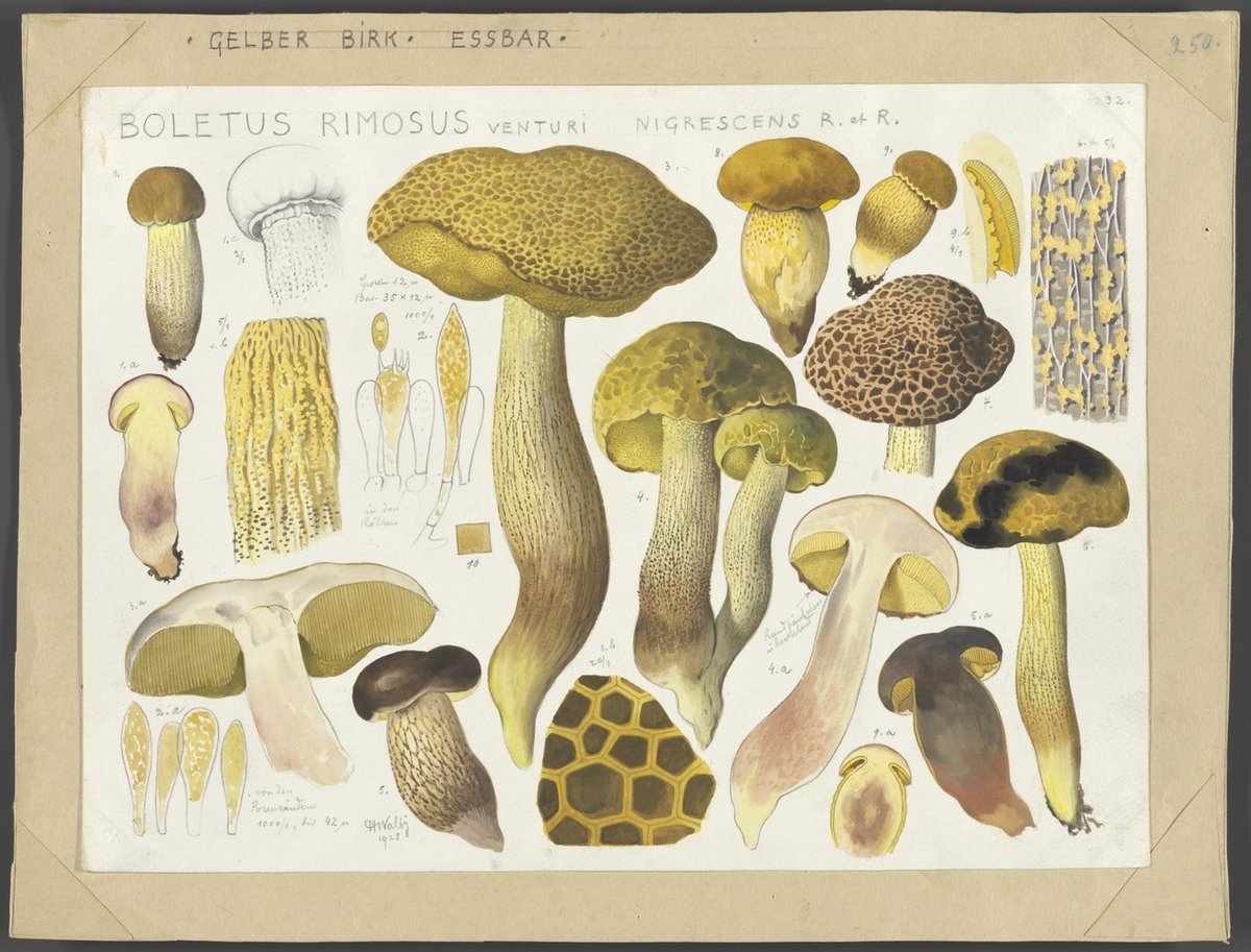 watercolor illustrations of mushrooms by Hans Walty