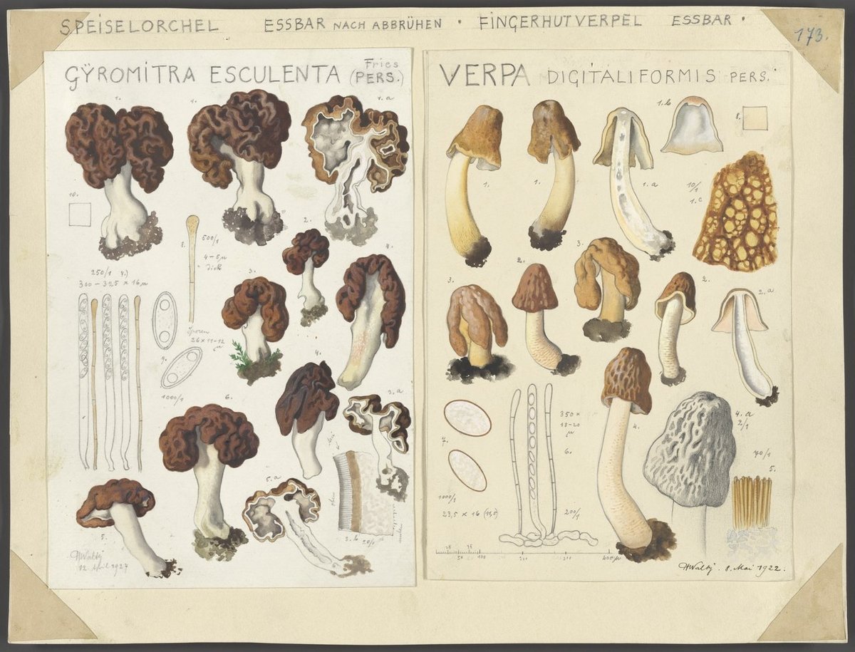 watercolor illustrations of mushrooms by Hans Walty