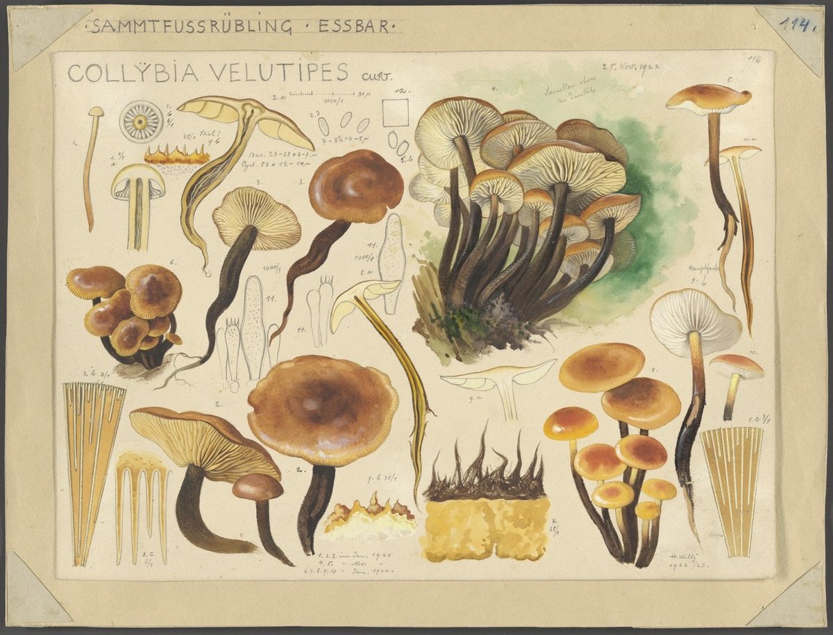 watercolor illustrations of mushrooms by Hans Walty