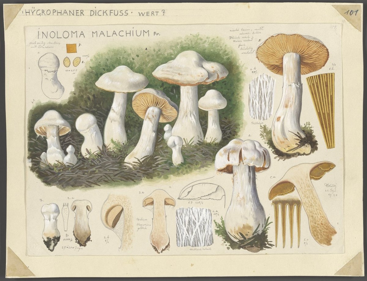 watercolor illustrations of mushrooms by Hans Walty