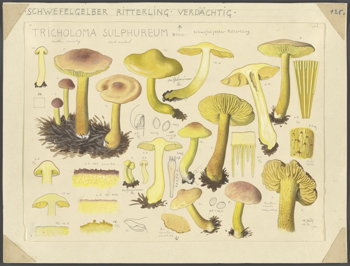 watercolor illustrations of mushrooms by Hans Walty