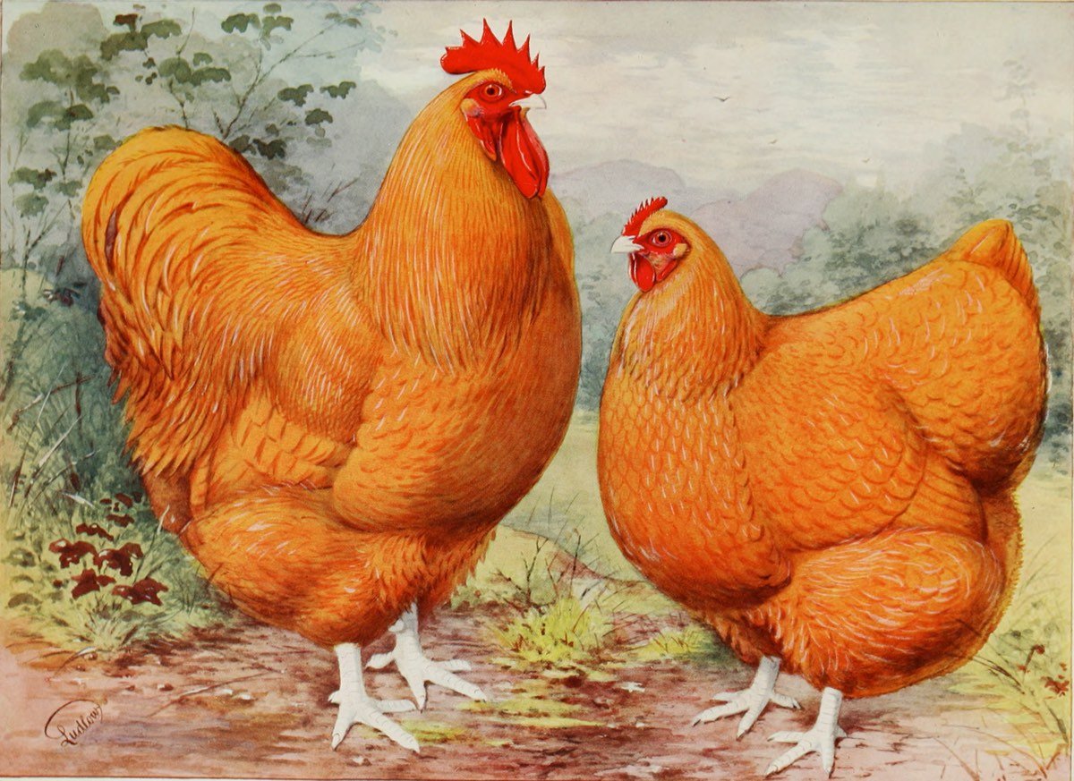 Illustrated Poultry