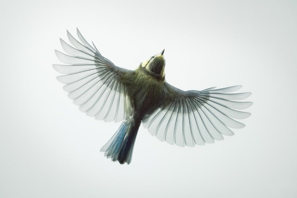 photo of a bird in flight