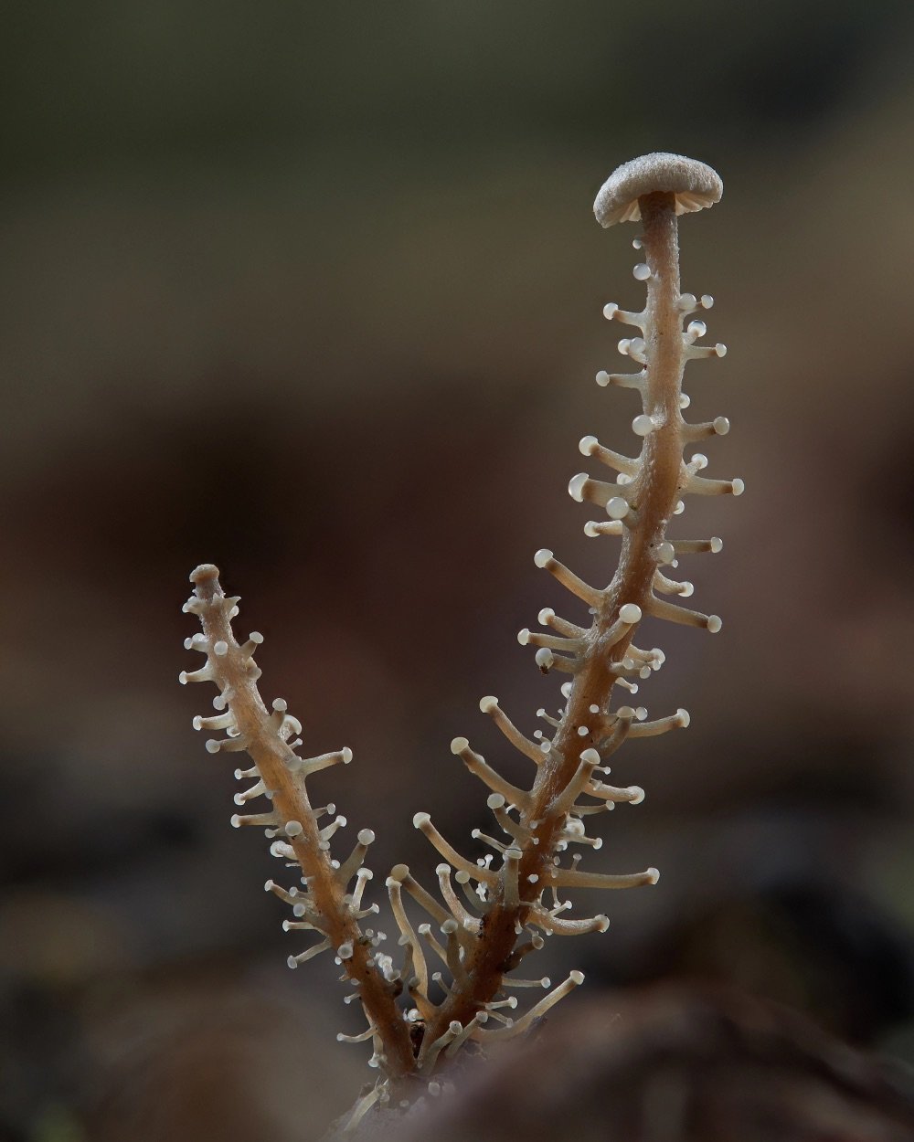 a spikey fungus with a mushroom cap