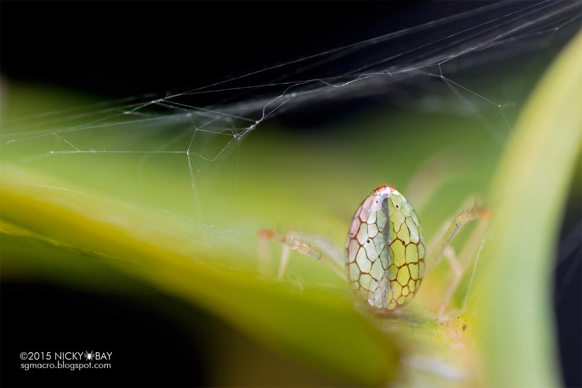 Mirror Spider