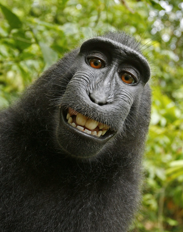 Monkey Selfie