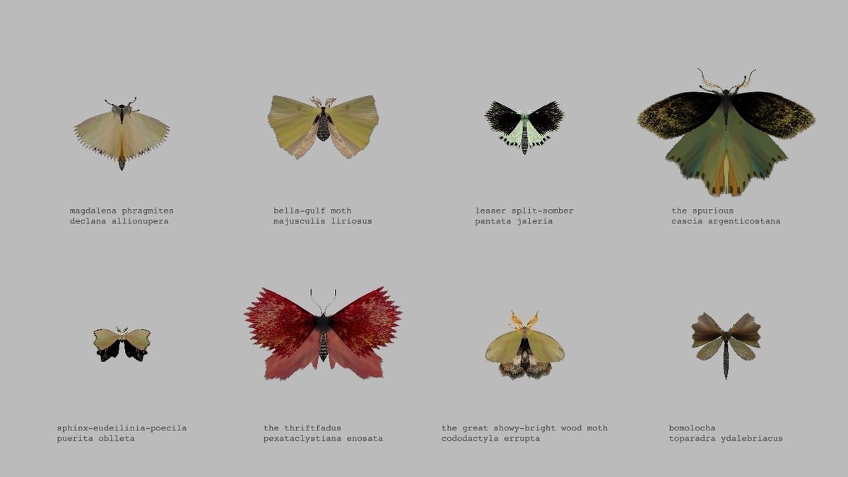 Moth Generator