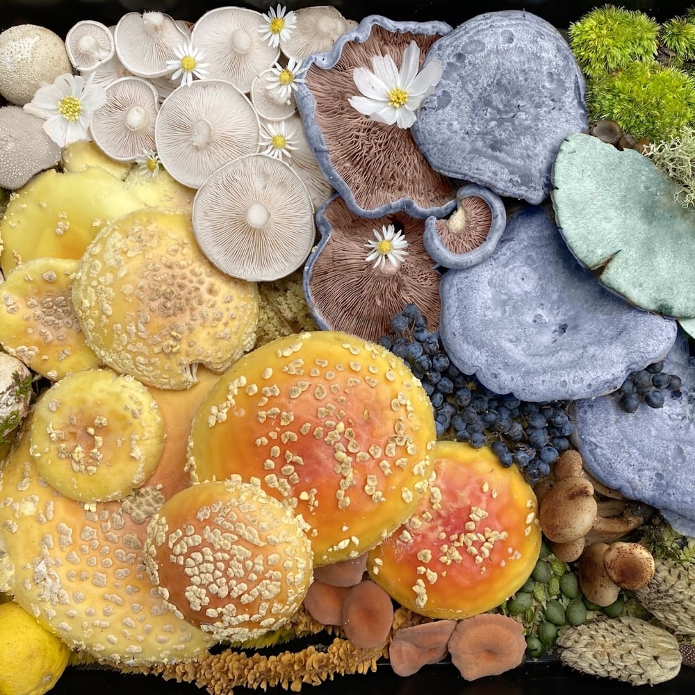 mushrooms and other foraged items arranged in a colorful display