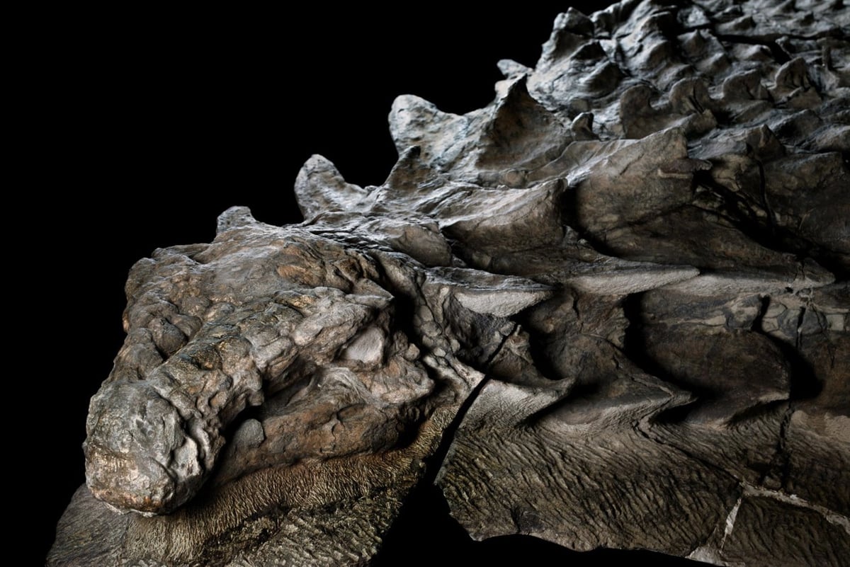 Nodosaur