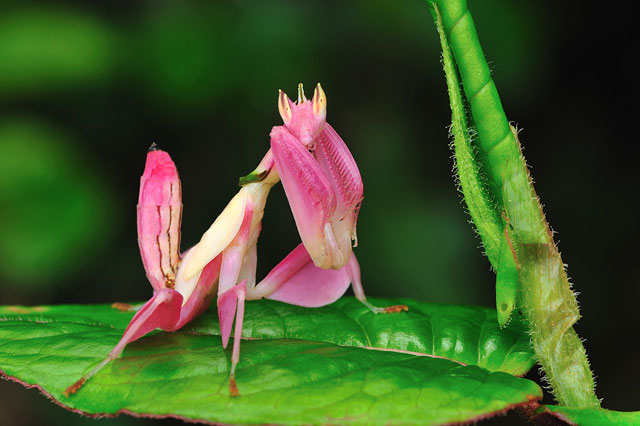 Orchid Mantis