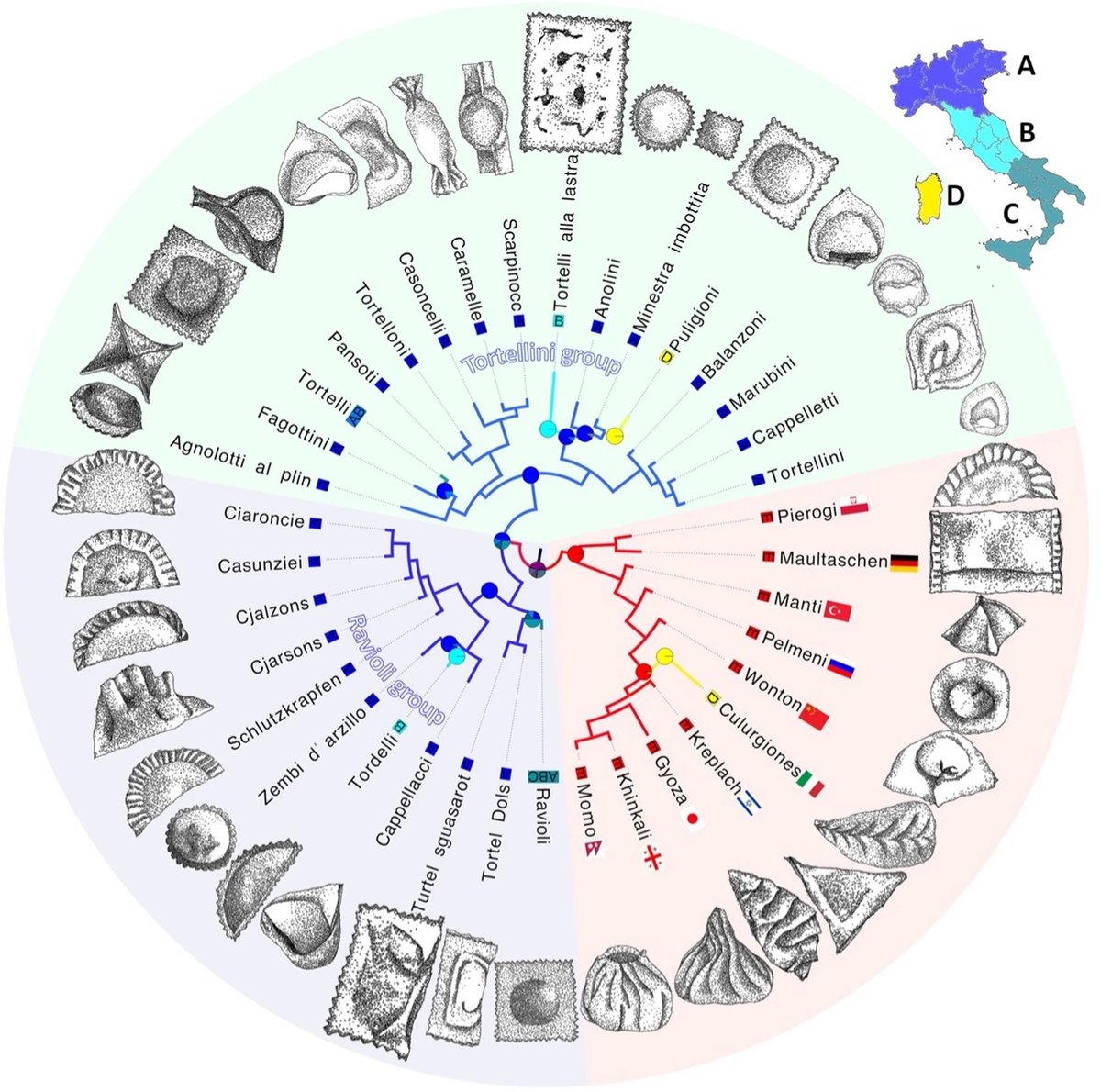 a circular graph showing how all of the stuffed pasta shapes in Italy relate to each other