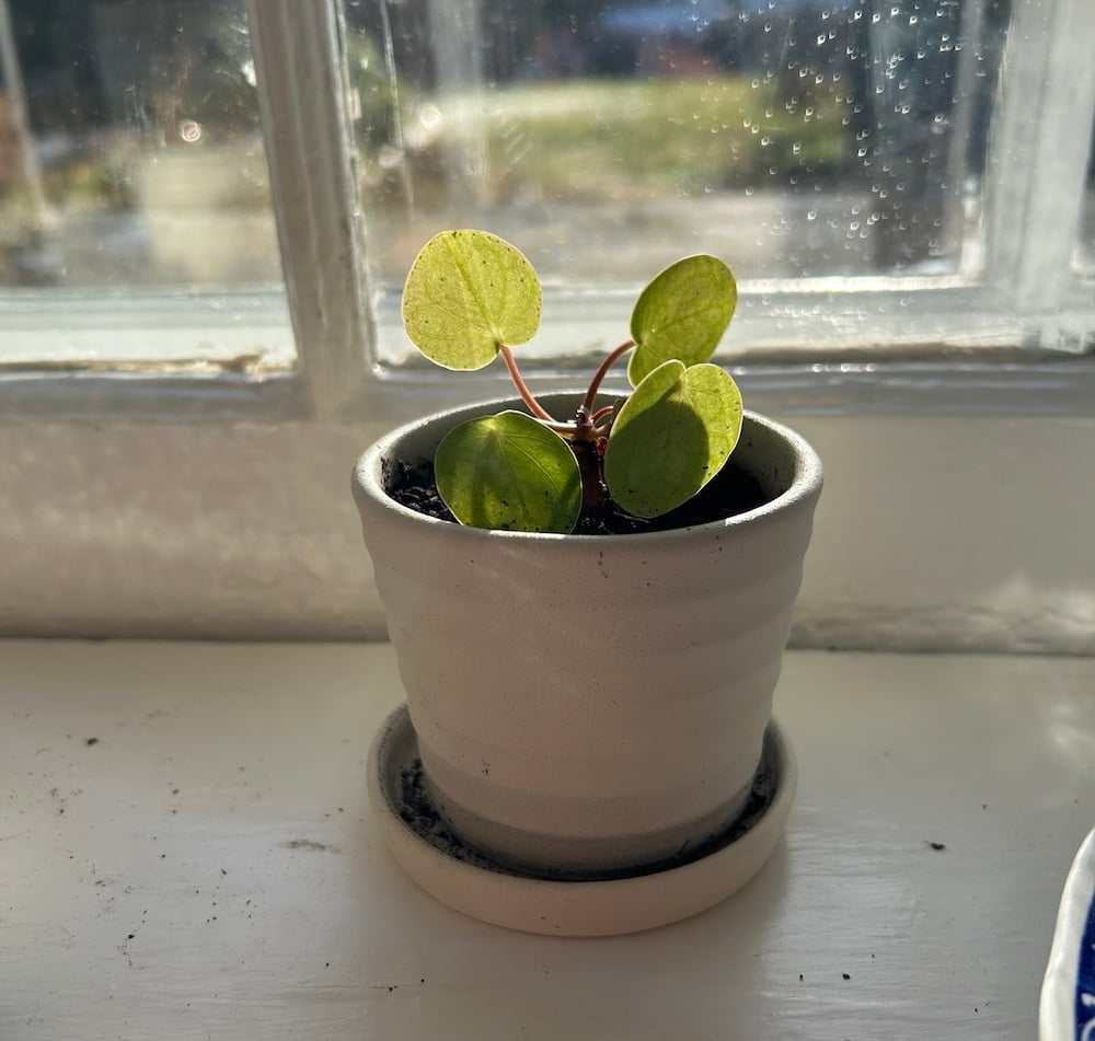 potted-baby-pilea.jpg