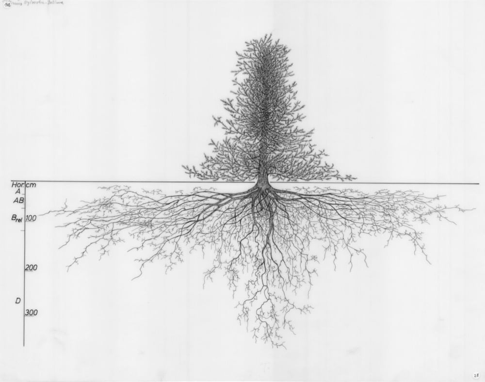 drawing of a plant's root system