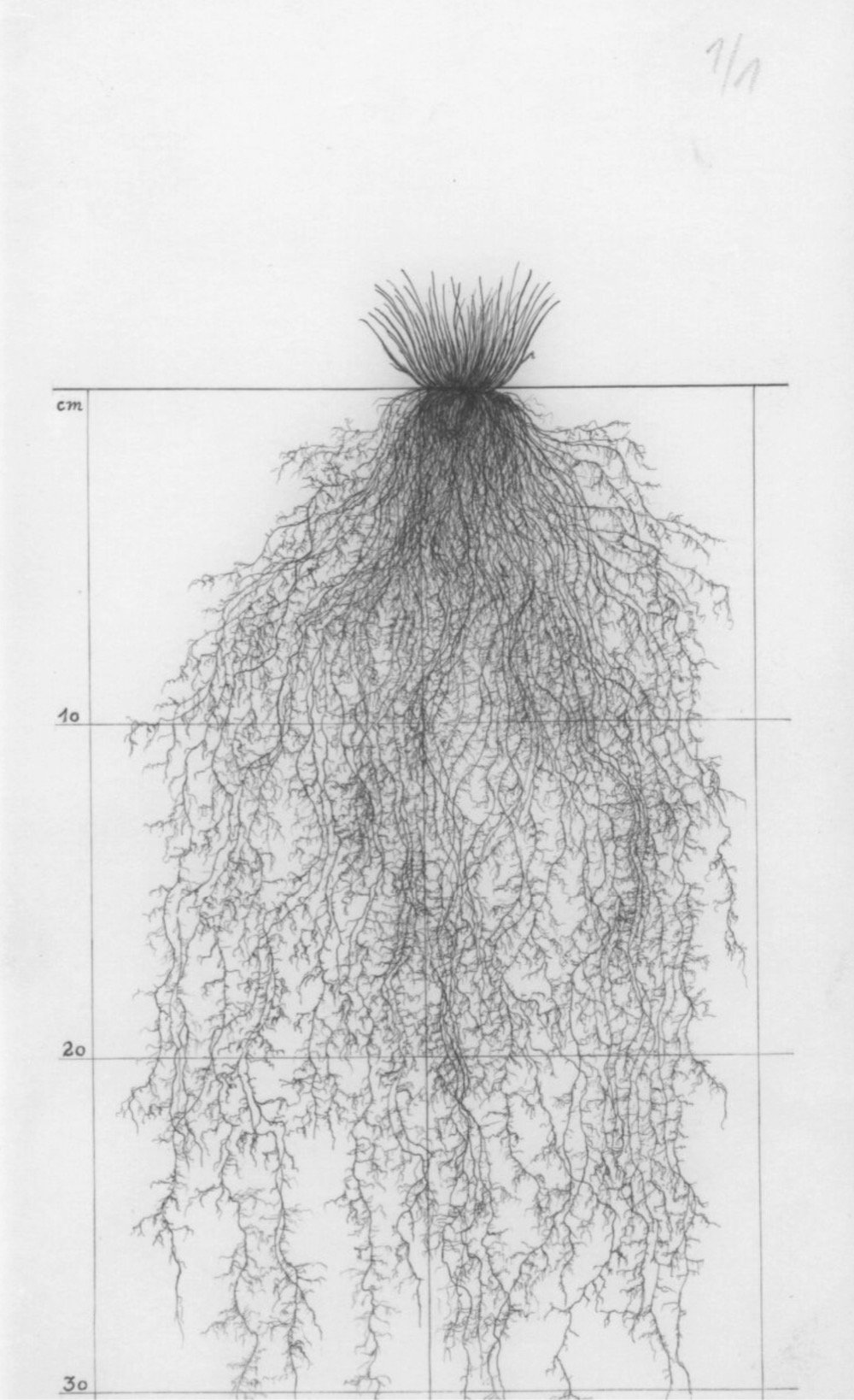 drawing of a plant's root system