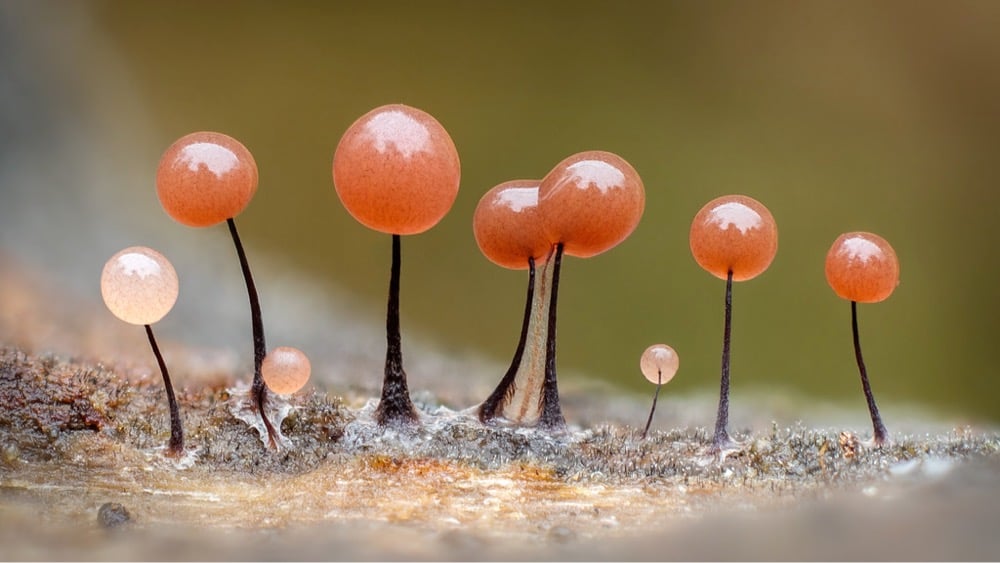 macro photograph of slime molds