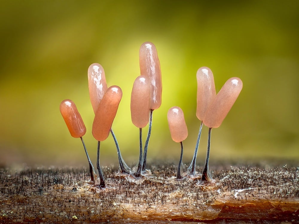 macro photograph of slime molds