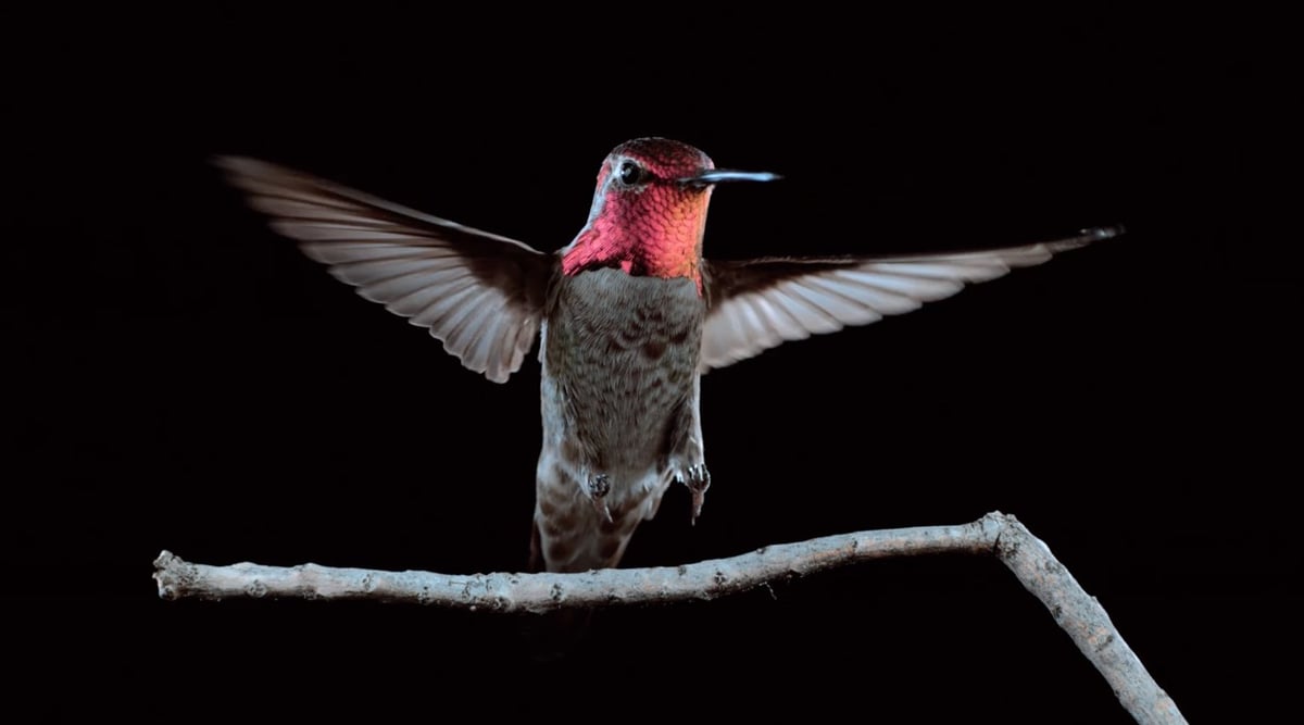 Slow Mo Hummingbird